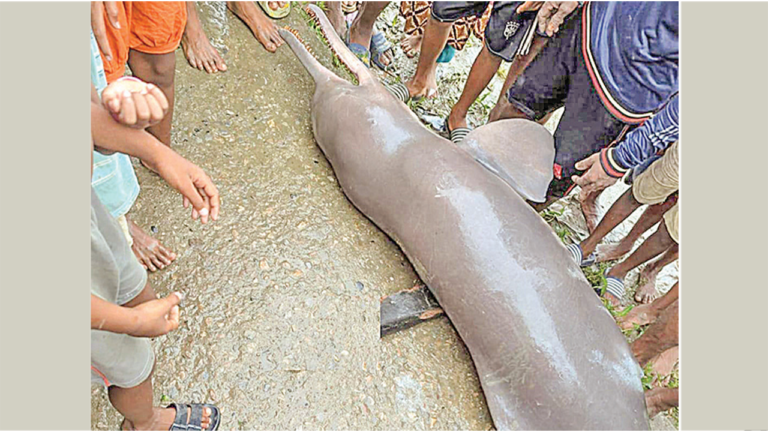 কিশোরগঞ্জে মৃত গাঙ্গেয় শুশুক উদ্ধার করে কেটে তেল নিলেন জেলেরা