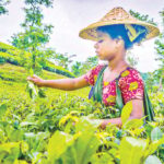 বিদ্যুৎ সংকটে বিপর্যস্ত মৌলভীবাজারের চা শিল্প উৎপাদন ও গুণগত মান হ্রাসে বড় ধরনের ক্ষতির মুখে