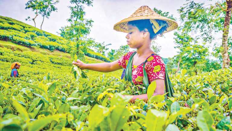 বিদ্যুৎ সংকটে বিপর্যস্ত মৌলভীবাজারের চা শিল্প উৎপাদন ও গুণগত মান হ্রাসে বড় ধরনের ক্ষতির মুখে