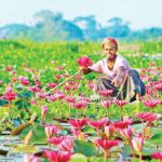 আধুনিক পর্যটনকেন্দ্র হিসেবে গড়ে উঠছে উজিরপুরের সাতলার শাপলার বিল