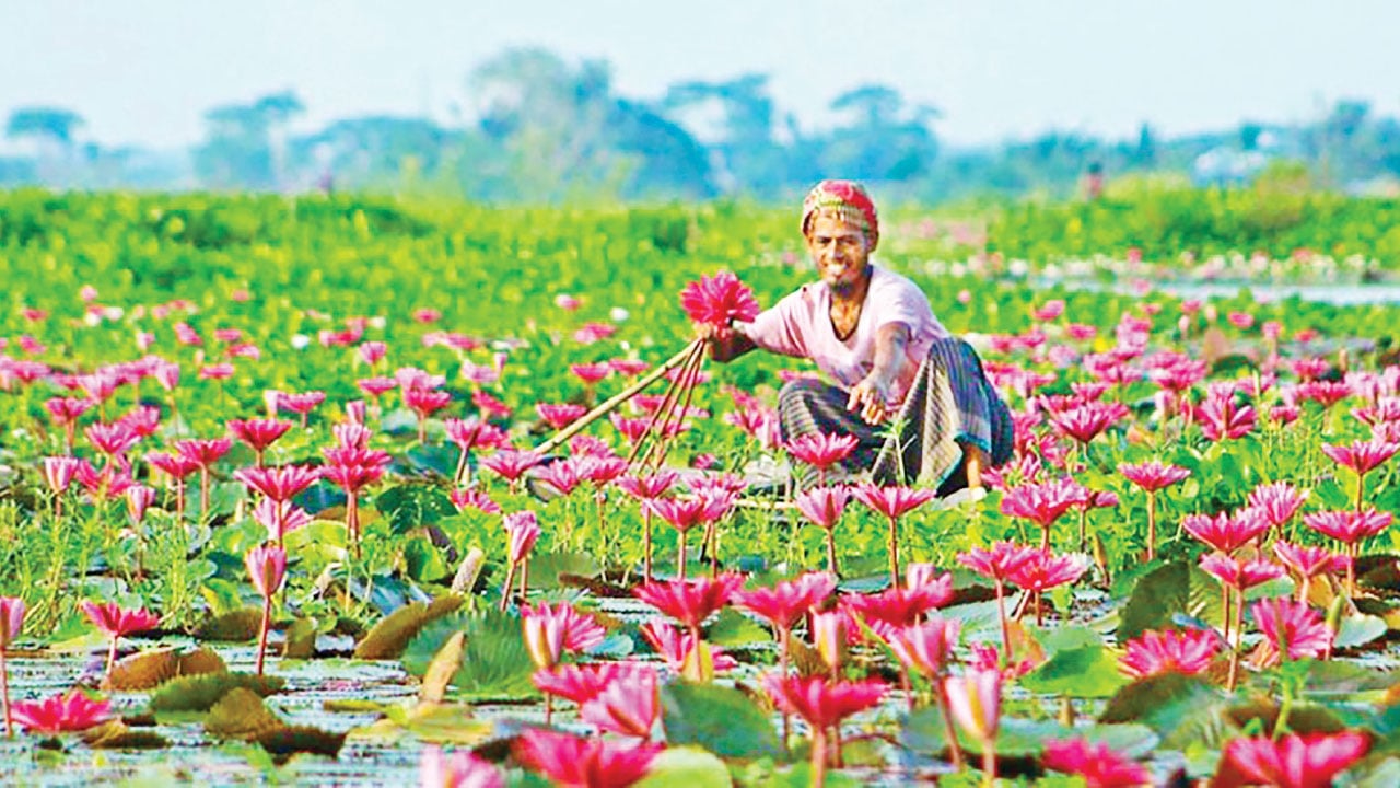 আধুনিক পর্যটনকেন্দ্র হিসেবে গড়ে উঠছে উজিরপুরের সাতলার শাপলার বিল