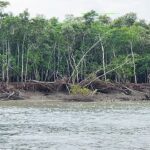 শ্যামনগরে পাচারের উদ্দেশ্যে সংগৃহীত বিপুল পরিমাণ গরান কাঠ জব্দ করেছে বন বিভাগ