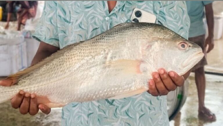 কুয়াকাটায় জেলের জালে বিরল ভোল পোয়া মাছ মাছটি বিক্রি হলো এগারো হাজার টাকায়