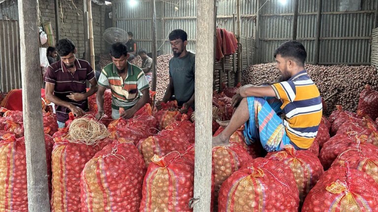 ফরিদপুরের সালথায় বাম্পার ফলনেও লোকসানের আশঙ্কায় দিশেহারা পেঁয়াজ চাষি