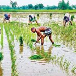 দিনাজপুরের খানসামায় আমন চাষে ব্যস্ত কৃষক সোনালি ফসলের প্রত্যাশায় মাঠে প্রাণচাঞ্চল্য