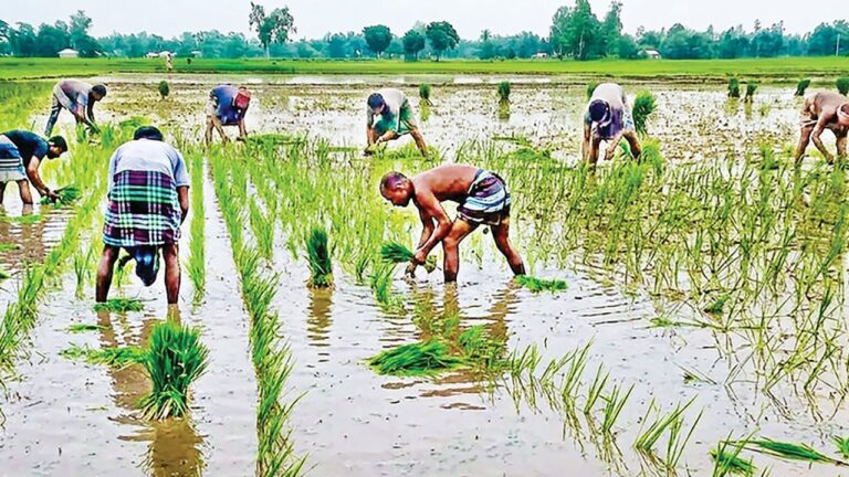 দিনাজপুরের খানসামায় আমন চাষে ব্যস্ত কৃষক সোনালি ফসলের প্রত্যাশায় মাঠে প্রাণচাঞ্চল্য