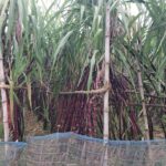 ক্ষেতলালে ফিলিপাইন ব্ল্যাক আখ চাষে কৃষকের সফলতা ও লাভের নতুন সম্ভাবনা