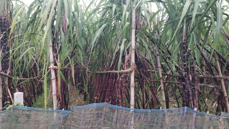 ক্ষেতলালে ফিলিপাইন ব্ল্যাক আখ চাষে কৃষকের সফলতা ও লাভের নতুন সম্ভাবনা