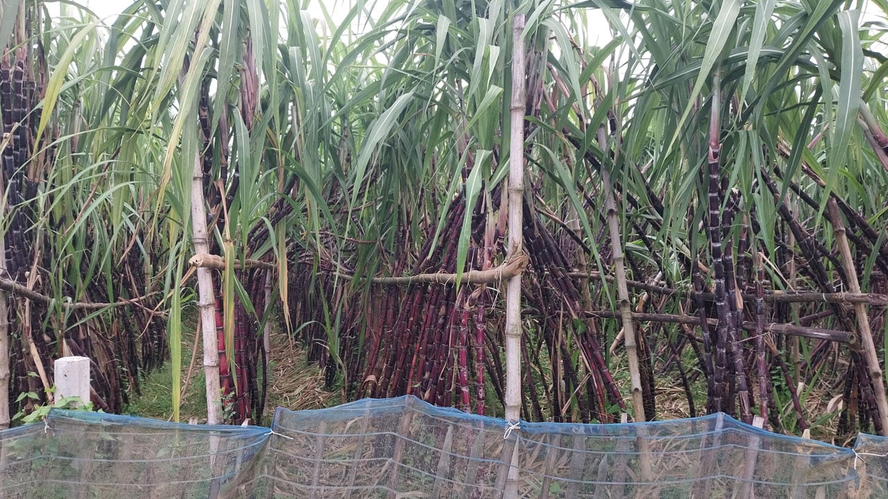 ক্ষেতলালে ফিলিপাইন ব্ল্যাক আখ চাষে কৃষকের সফলতা ও লাভের নতুন সম্ভাবনা
