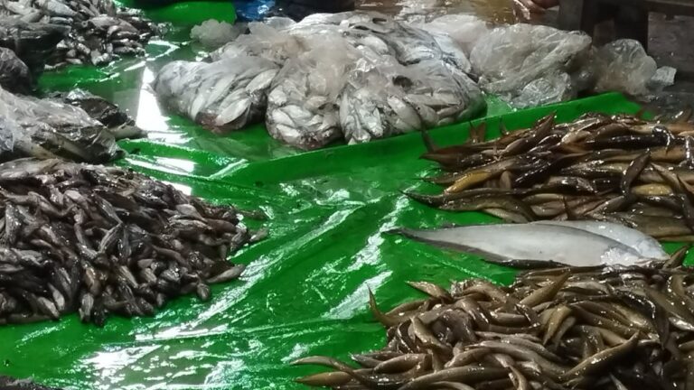 নেত্রকোনার হাওরে বিলুপ্তির পথে দেশীয় প্রজাতির মাছ সংরক্ষণে নেই কার্যকর উদ্যোগ