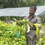 লালমাইয়ে দুর্বৃত্তদের তাণ্ডব, নার্সারির পাঁচ শতাধিক চারাগাছ কর্তন ও লক্ষাধিক টাকার ক্ষতি