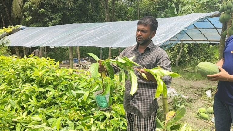 লালমাইয়ে দুর্বৃত্তদের তাণ্ডব, নার্সারির পাঁচ শতাধিক চারাগাছ কর্তন ও লক্ষাধিক টাকার ক্ষতি