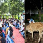 রাজশাহী বিশ্ববিদ্যালয়ে বাকশাল নামধারী গরু জবাই করে জুলাই জিয়াফতের আয়োজন