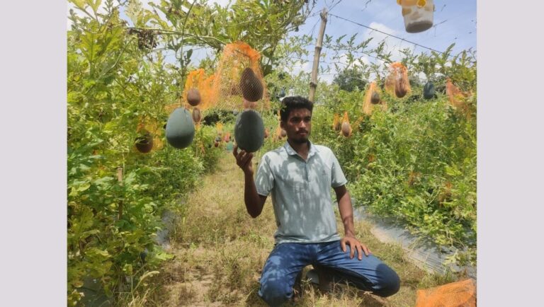 পড়াশোনার পাশাপাশি তরমুজ চাষে বাজিমাত দিনাজপুরের তরুণ মিনহাজের