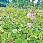 কিশোরগঞ্জের পাকুন্দিয়ায় আগাম শিম চাষে কৃষকের মুখে সাফল্যের হাসি