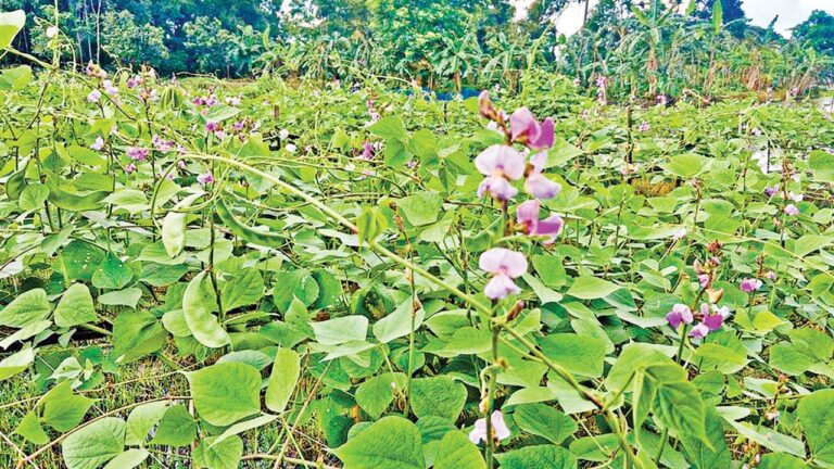 কিশোরগঞ্জের পাকুন্দিয়ায় আগাম শিম চাষে কৃষকের মুখে সাফল্যের হাসি