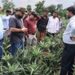মধুপুরে আনারসের বাম্পার ফলন হলেও ন্যায্য দাম নিয়ে দুশ্চিন্তায় চাষিরা