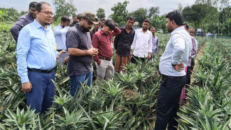মধুপুরে আনারসের বাম্পার ফলন হলেও ন্যায্য দাম নিয়ে দুশ্চিন্তায় চাষিরা