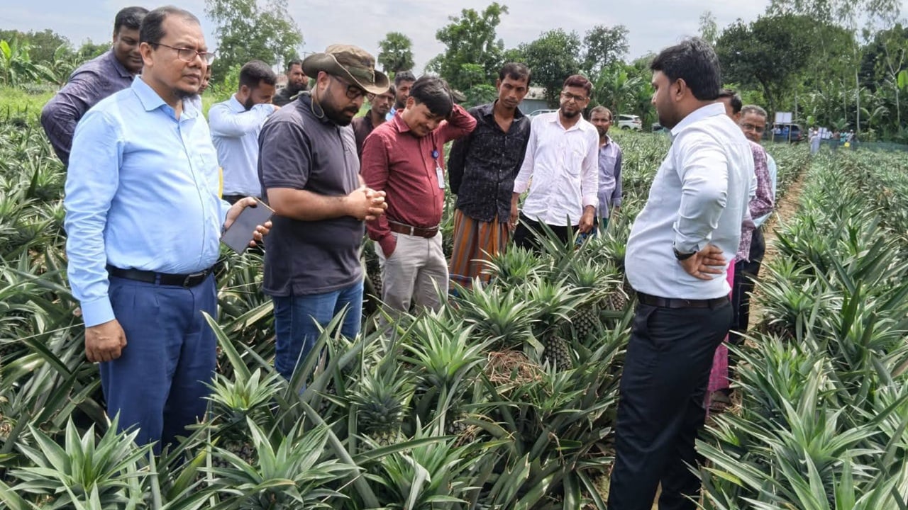 মধুপুরে আনারসের বাম্পার ফলন হলেও ন্যায্য দাম নিয়ে দুশ্চিন্তায় চাষিরা