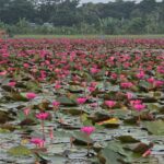 পর্যটন সম্ভাবনায় নতুন দিগন্ত উজিরপুরের লাল শাপলার সাতলা বিলে