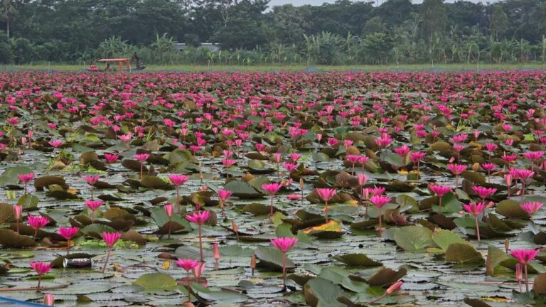 পর্যটন সম্ভাবনায় নতুন দিগন্ত উজিরপুরের লাল শাপলার সাতলা বিলে