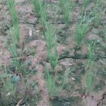 ক্ষেতলালে নলকূপের মালিকানা দ্বন্দ্বে ১৫০ বিঘা জমিতে আমন চাষ অনিশ্চিত