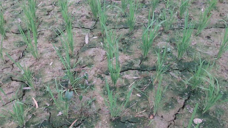 ক্ষেতলালে নলকূপের মালিকানা দ্বন্দ্বে ১৫০ বিঘা জমিতে আমন চাষ অনিশ্চিত