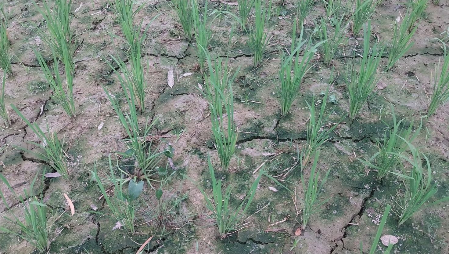 ক্ষেতলালে নলকূপের মালিকানা দ্বন্দ্বে ১৫০ বিঘা জমিতে আমন চাষ অনিশ্চিত