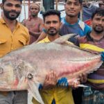 কুয়াকাটায় জেলের জালে ৫৪ কেজি ওজনের বিশাল তবলা মাছ উদ্ধার