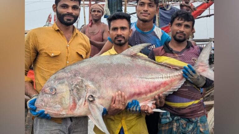কুয়াকাটায় জেলের জালে ৫৪ কেজি ওজনের বিশাল তবলা মাছ উদ্ধার