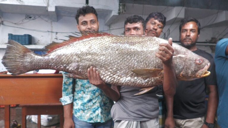 বাগেরহাটে সাড়ে তিন লাখ টাকায় বিক্রি হলো ২২ কেজির ধাতিনা ভোল মাছ