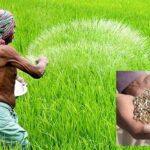 বগুড়ার শেরপুরে সার নিয়ে সিন্ডিকেটের কারসাজি: বাড়তি দামে বিক্রির অভিযোগ কৃষকদের
