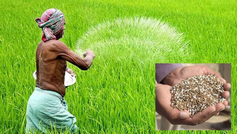 বগুড়ার শেরপুরে সার নিয়ে সিন্ডিকেটের কারসাজি: বাড়তি দামে বিক্রির অভিযোগ কৃষকদের