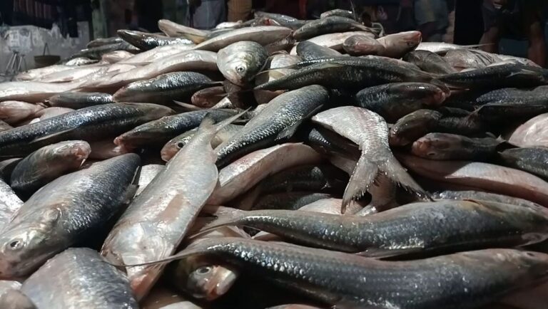 কুয়াকাটায় এক জালে ৪৬ মণ ইলিশ বিক্রি ৪৮ লাখ ৫০ হাজার টাকায়
