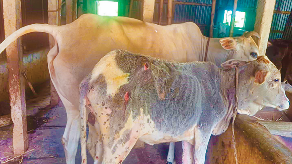 রাজবাড়ীতে লাম্পি স্কিন রোগের প্রকোপে দিশাহারা প্রান্তিক খামারিরা