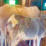 রাজবাড়ীতে লাম্পি স্কিন রোগের প্রকোপে দিশাহারা প্রান্তিক খামারিরা