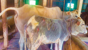 রাজবাড়ীতে লাম্পি স্কিন রোগের প্রকোপে দিশাহারা প্রান্তিক খামারিরা