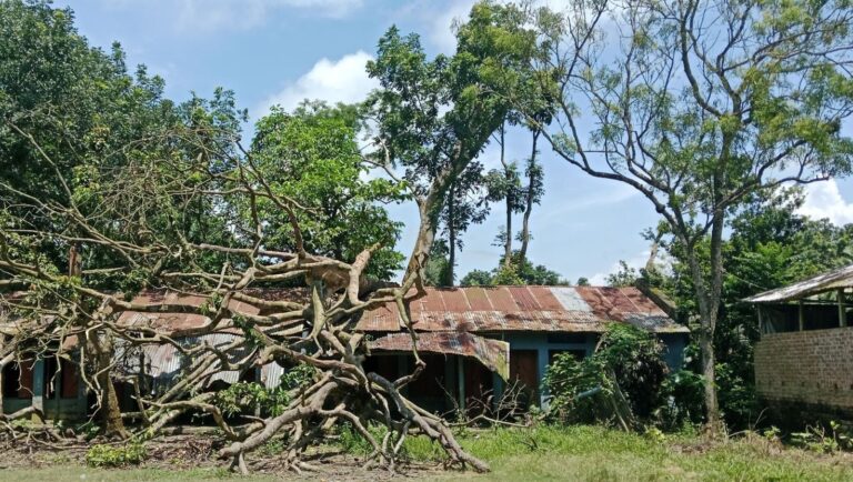 চার মাস ধরে বিদ্যালয়ের ওপর গাছ, পাঠদান ব্যাহত ও ঝুঁকি নিয়ে ক্লাস