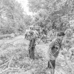 সুনামগঞ্জে সাড়ে চার হাজার গাছ নিধন, ক্ষুব্ধ এলাকাবাসী ও পরিবেশকর্মীরা