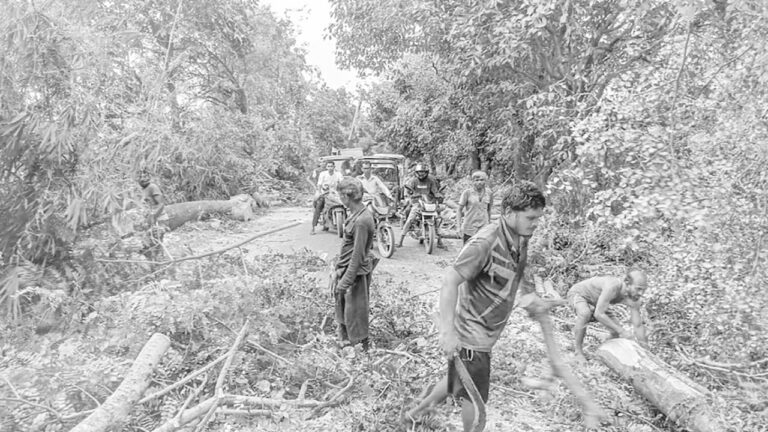 সুনামগঞ্জে সাড়ে চার হাজার গাছ নিধন, ক্ষুব্ধ এলাকাবাসী ও পরিবেশকর্মীরা