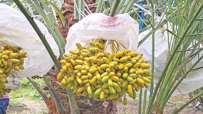 পাবনায় মরুভূমির খেজুর চাষে সফল তরুণ হিরু স্বপ্ন দেখাচ্ছেন নতুন সম্ভাবনার