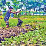 ফরিদগঞ্জে কচুরিপানার ভাসমান বেডে বিষমুক্ত সবজি চাষে বিপ্লব