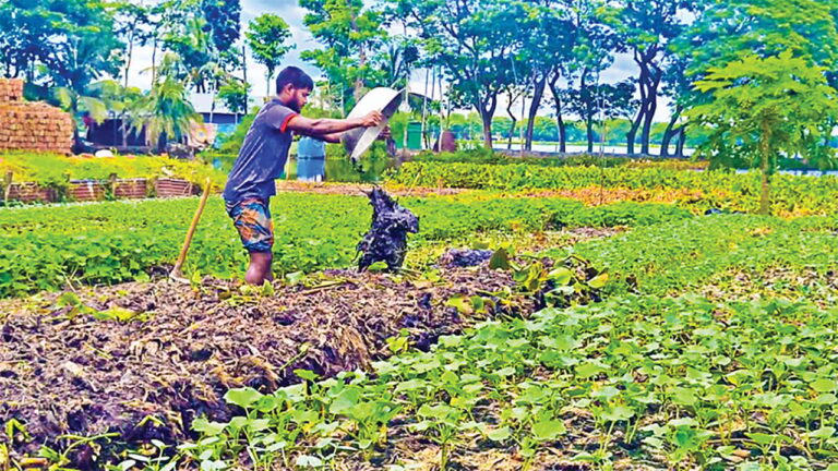 ফরিদগঞ্জে কচুরিপানার ভাসমান বেডে বিষমুক্ত সবজি চাষে বিপ্লব