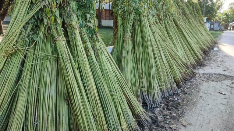 কাউনিয়ায় পানির অভাবে পাট জাগ নিয়ে বিপাকে কৃষকেরা বাড়ছে উৎপাদন খরচ