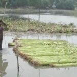 যশোরের জলাবদ্ধতায় অকাল পাট কাটায় উৎপাদন ও গুণগত মান নিয়ে শঙ্কা