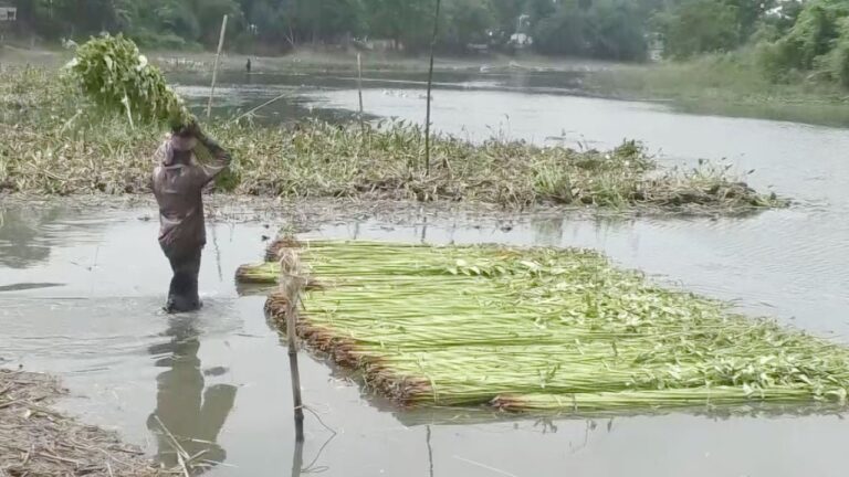 যশোরের জলাবদ্ধতায় অকাল পাট কাটায় উৎপাদন ও গুণগত মান নিয়ে শঙ্কা