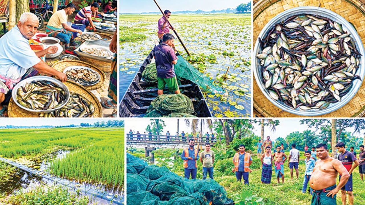রাজৈরে নিষিদ্ধ চায়না দুয়ারির দাপটে বিলুপ্তির পথে দেশীয় মাছ