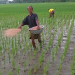 ক্ষেতলালে সরকারি দাম উপেক্ষা করে বাড়তি দামে সার বিক্রির অভিযোগ কৃষকদের লোকসানের শঙ্কা