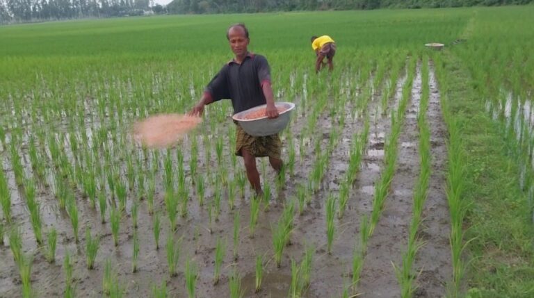 ক্ষেতলালে সরকারি দাম উপেক্ষা করে বাড়তি দামে সার বিক্রির অভিযোগ কৃষকদের লোকসানের শঙ্কা