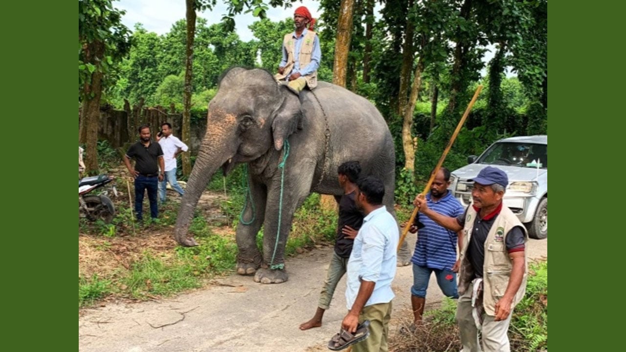 গাজীপুর সাফারি পার্কে দুই হাতির মৃত্যুর পর মালিকের কাছে ফেরত গেল আরও দুটি হাতি